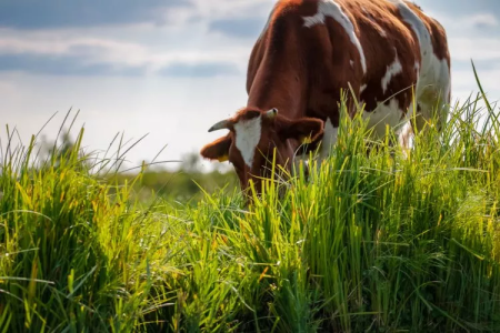 Benefícios do fertilizante orgânico para o cultivo de pastagem