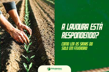 A lavoura está respondendo? Como ler os sinais do solo em fevereiro