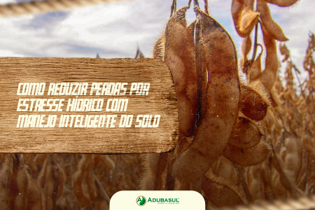 Como reduzir perdas por estresse hídrico com manejo inteligente do solo