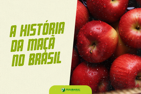 A História da Maçã no Brasil: Do Desafio do Clima à Excelência no Sul.