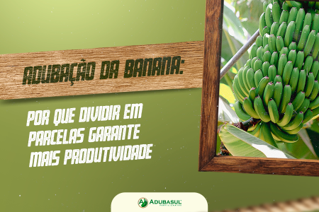 Adubação da banana: por que dividir em parcelas garante mais produtividade