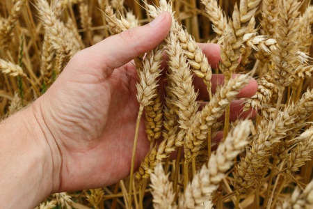 Como ter uma produção de trigo de alto desempenho