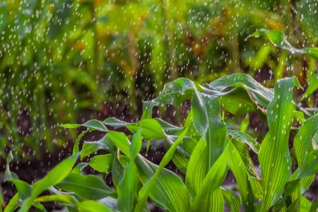 Clima e fertilização na primavera: desafios e soluções. 