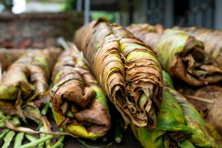 Saiba mais sobre a cultura do tabaco: uma importante produção agrícola no Sul do Brasil